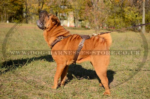 Shar-Pei Harness UK