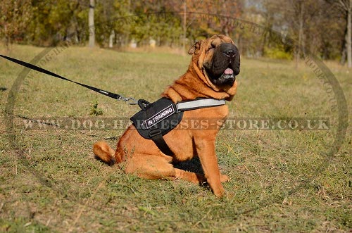 Shar-Pei Harness UK