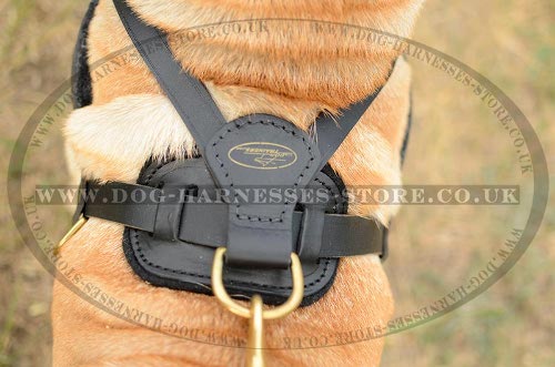 Shar-Pei Harnesses Buy UK