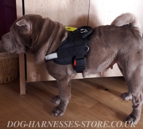 Shar-Pei Harnesses Buy UK