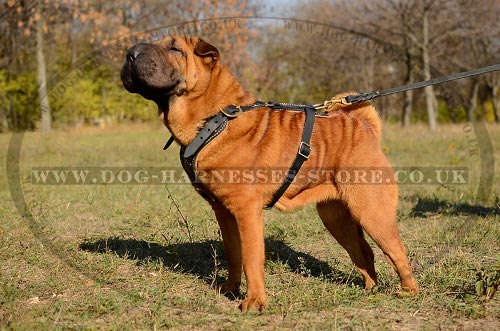 Shar-Pei Harnesses UK