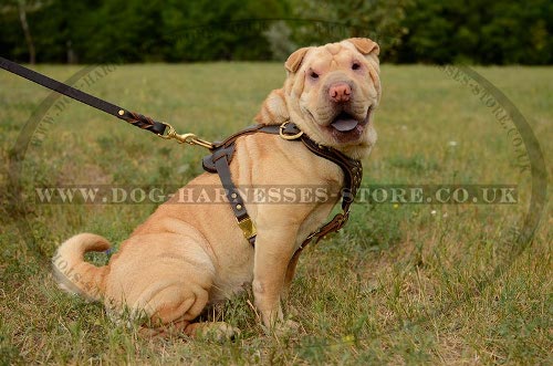 Shar-Pei Leather Harness