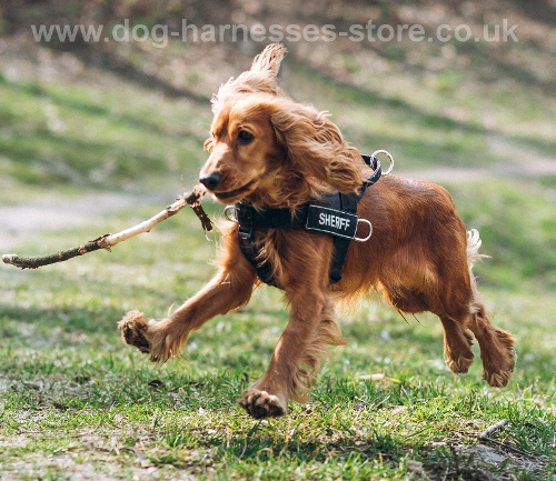 Adjustable Dog Harness for Spaniel