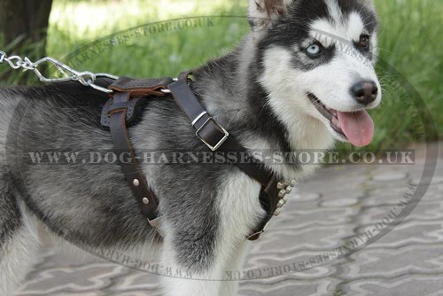 Siberian Husky Puppy Harness