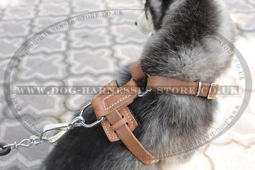 Dog Walking Control Harness