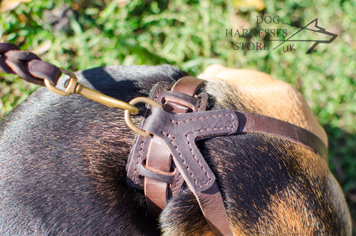 Small Dog Harness