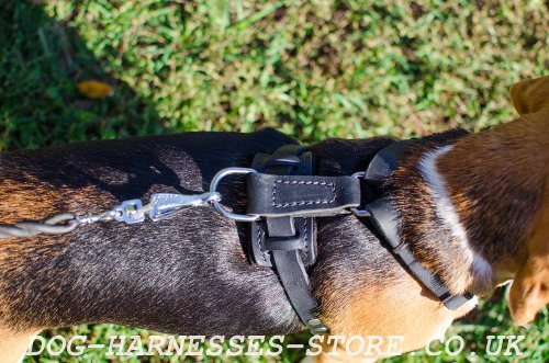 Dog Harness for Beagle