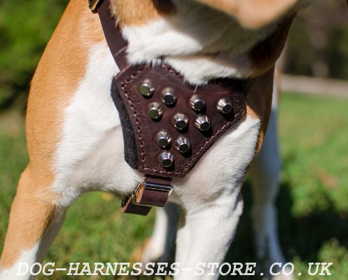 Harness for Beagle Puppy