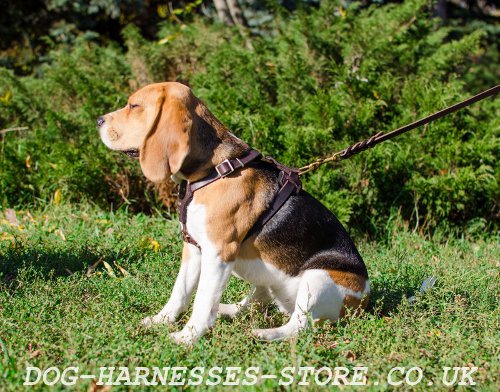 Harness for Beagle Puppy