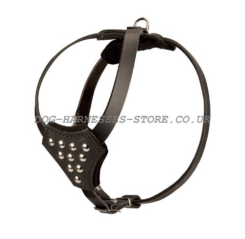 Small Dog Studded Harness