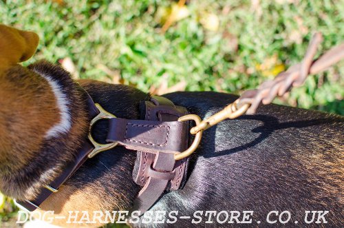 Dog Harness for Beagle