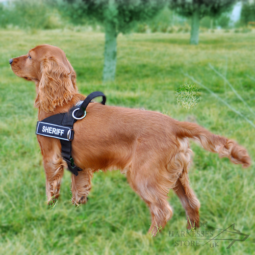 Dog Harness UK