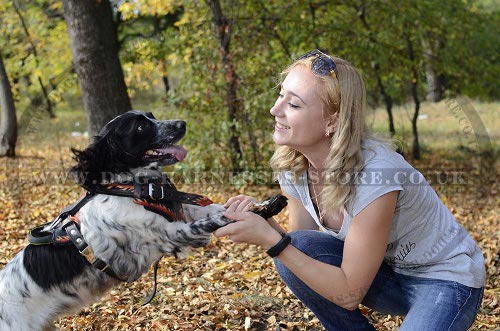 Spaniel Dog Harness UK Flame Design