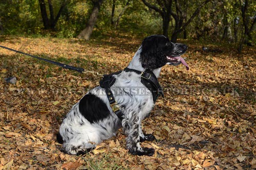 Spaniel Harness