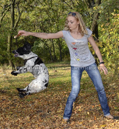 Spaniel Harness of Natural Leather