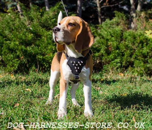 Beagle Harness UK