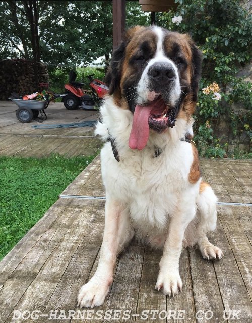 St Bernard Dog Pulling Harness