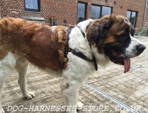 St Bernard Harness Pulling