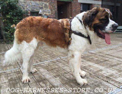 St Bernard Harness