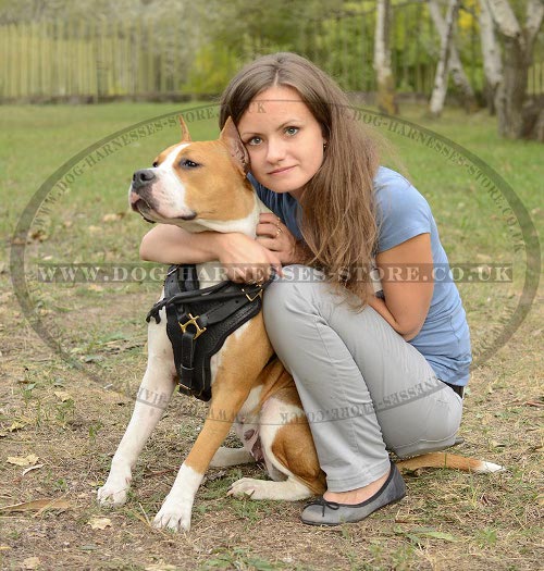 Staffy Dog Harness UK