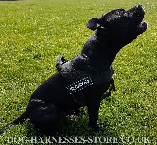 Staffy Dog Harness UK