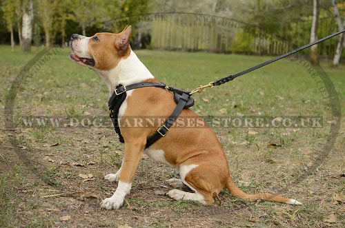 Staffy Harness for Sale
