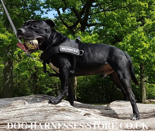 Staffy Harness in UK