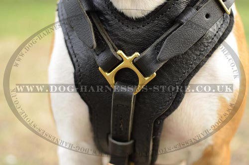 Staffy Harness UK