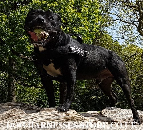 Staffy Harness UK