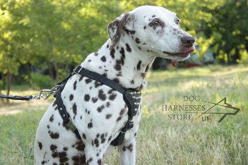 Dalmatian Harness