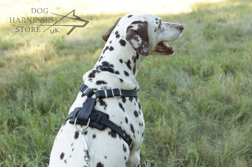 Studded Dog Harness