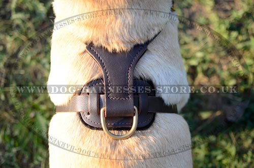 Studded Dog Harness