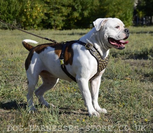 American Bulldog Harness UK