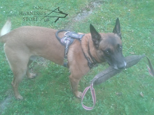 Malinois Harness