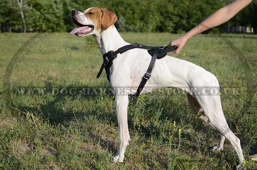 Harness for Pointer UK