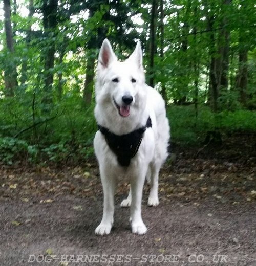 White Swiss Shepherds