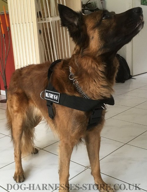 Tervuren Harness