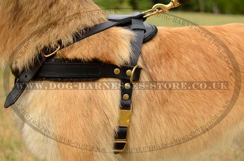 Tervuren Harness