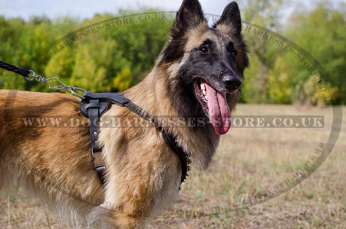 Tervuren Harness