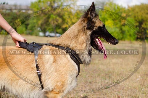 Tervuren Harness