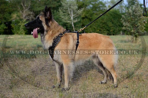 Tervuren Harness