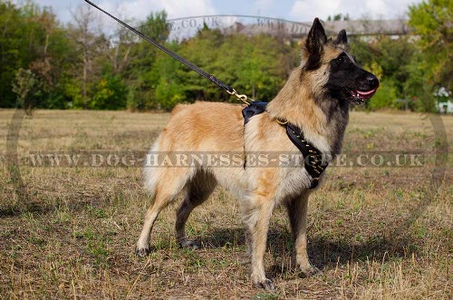 Tervuren Harness