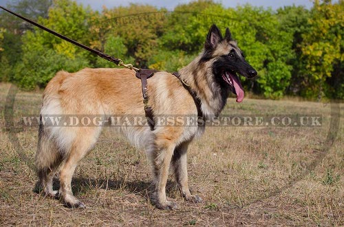 Tervuren Harness