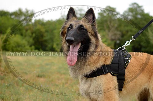 Tervuren Harness