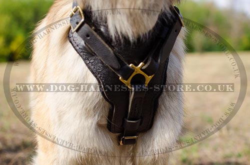 Tervuren Harness