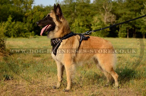 Tervuren Harness UK