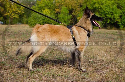 Tervuren Harness UK