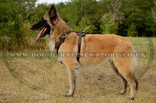 Tervuren Harness UK