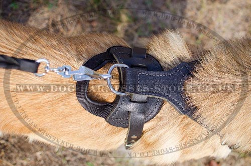 Tervuren Harness UK