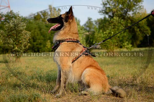 Tervuren Harness UK